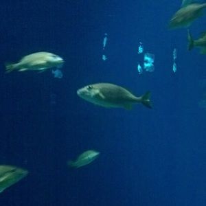 Meet your Posher, Cara